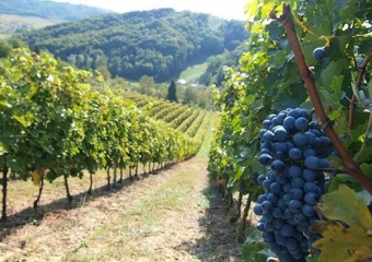 Općina Bale Valle