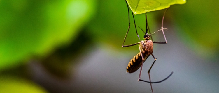 Obavijest o dezisekciji komaraca
